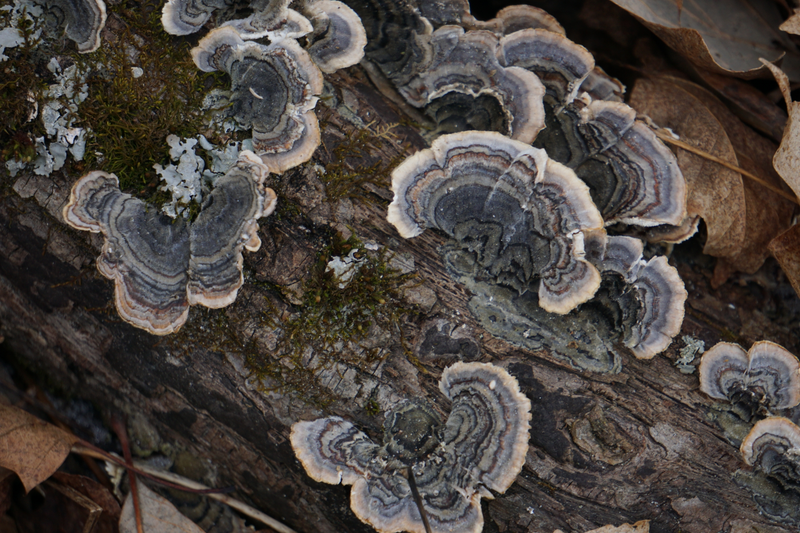 Illustration for article titled Here's some turkey tail or maybe its false turkey tail